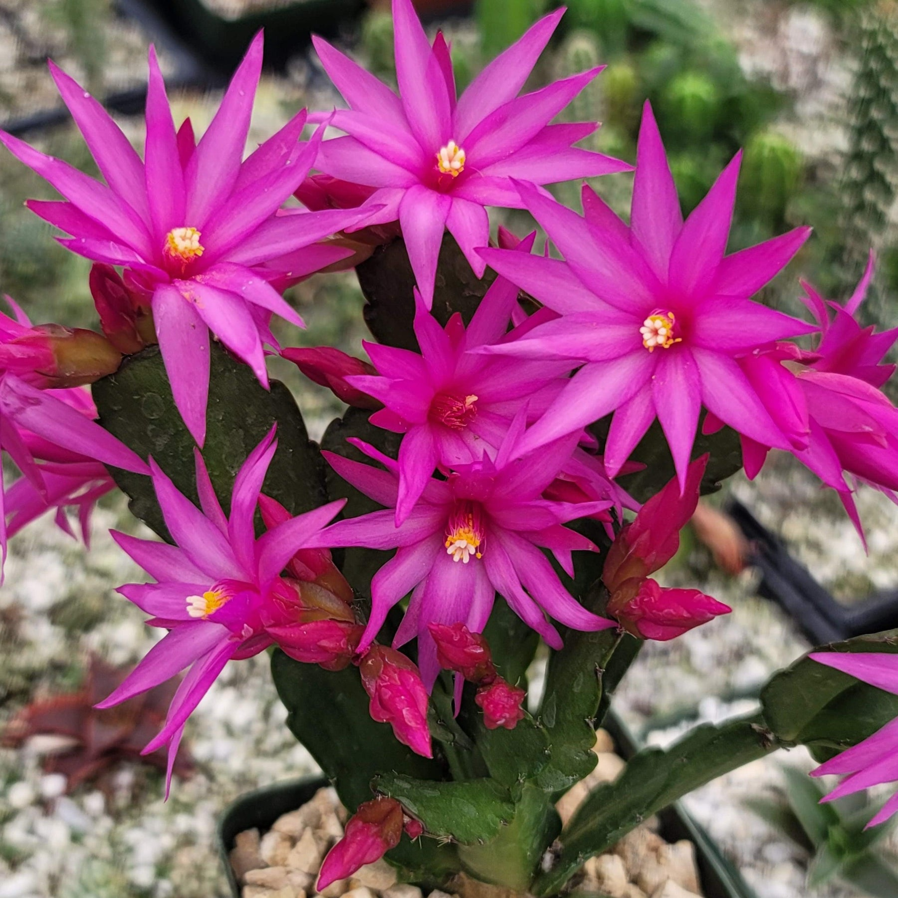 Pink Easter Cactus Cuttings 2+ Segments Rhipsalidopsis gaertneri Spring Flowering Houseplant