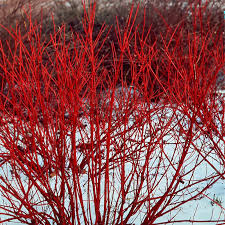 Red Twig Dogwood Shrub - Cornus sericea, 12-18" Bare Root, Native Deciduous Shrub for Landscaping & Wildlife Habitats