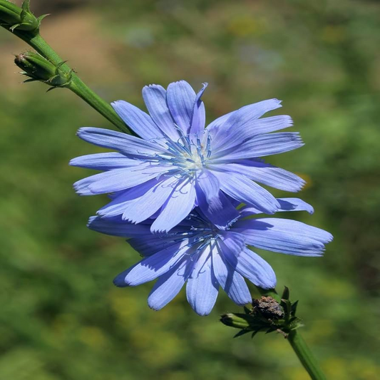 1,000 Chicory Wildflower Seeds | Non-GMO Cichorium intybus Blue Flowers for Pollinator Gardens & Meadows