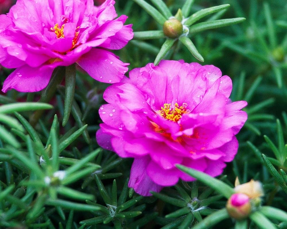 10 Pinky Star Portulaca grandiflora Unrooted Cuttings - Bright Pink Moss Rose, Vibrant Garden Succulent, Indoor & Outdoor Plant