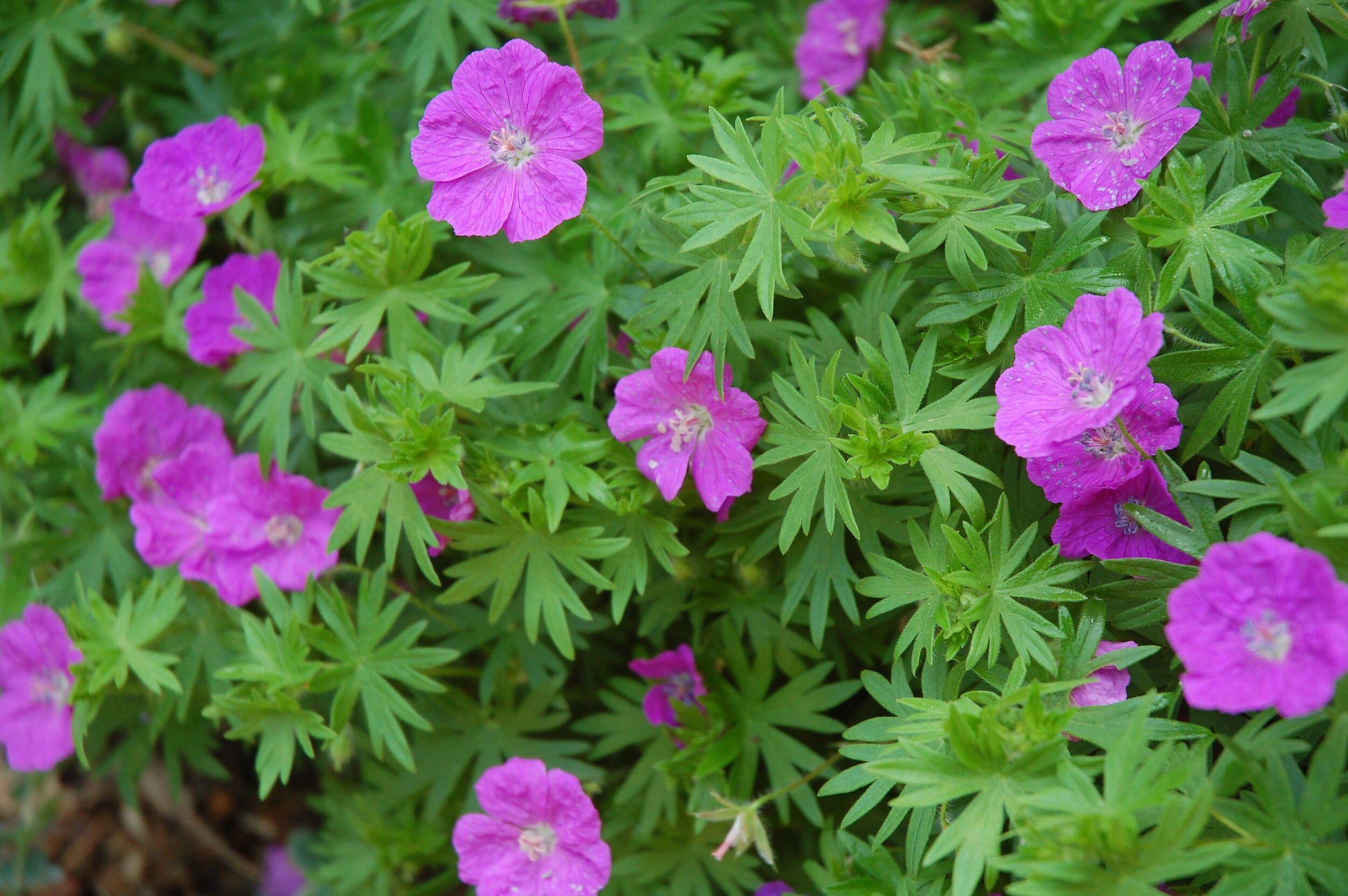 10 Bare Root Cranesbill Wild Geranium Plants - Geranium maculatum, Native Perennial Shade Wildflower, Pollinator-Friendly