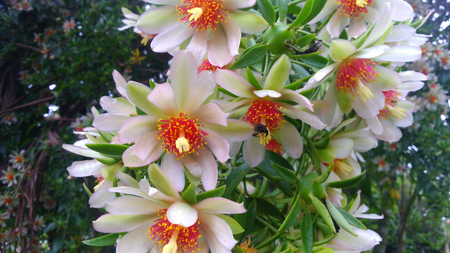 Variegated Pereskia aculeata Rubescens Cactus 4" Potted Leafy Climbing Plant Rare Collector