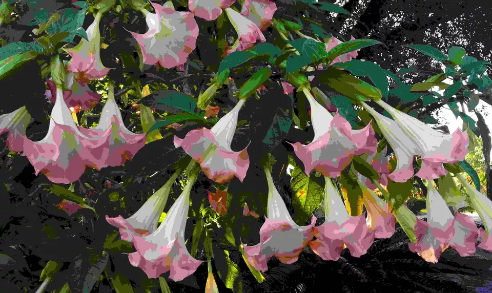 Brugmansia Versicolor Peach Pink Unrooted Cuttings - Tropical Angel Trumpet Plant with Fragrant Night Blooms