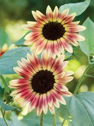 50 Strawberry Blonde Hybrid Sunflower Seeds - Bicolor Pink & Yellow Flowers - Easy to Grow Pollinator-Friendly Non-GMO Seeds