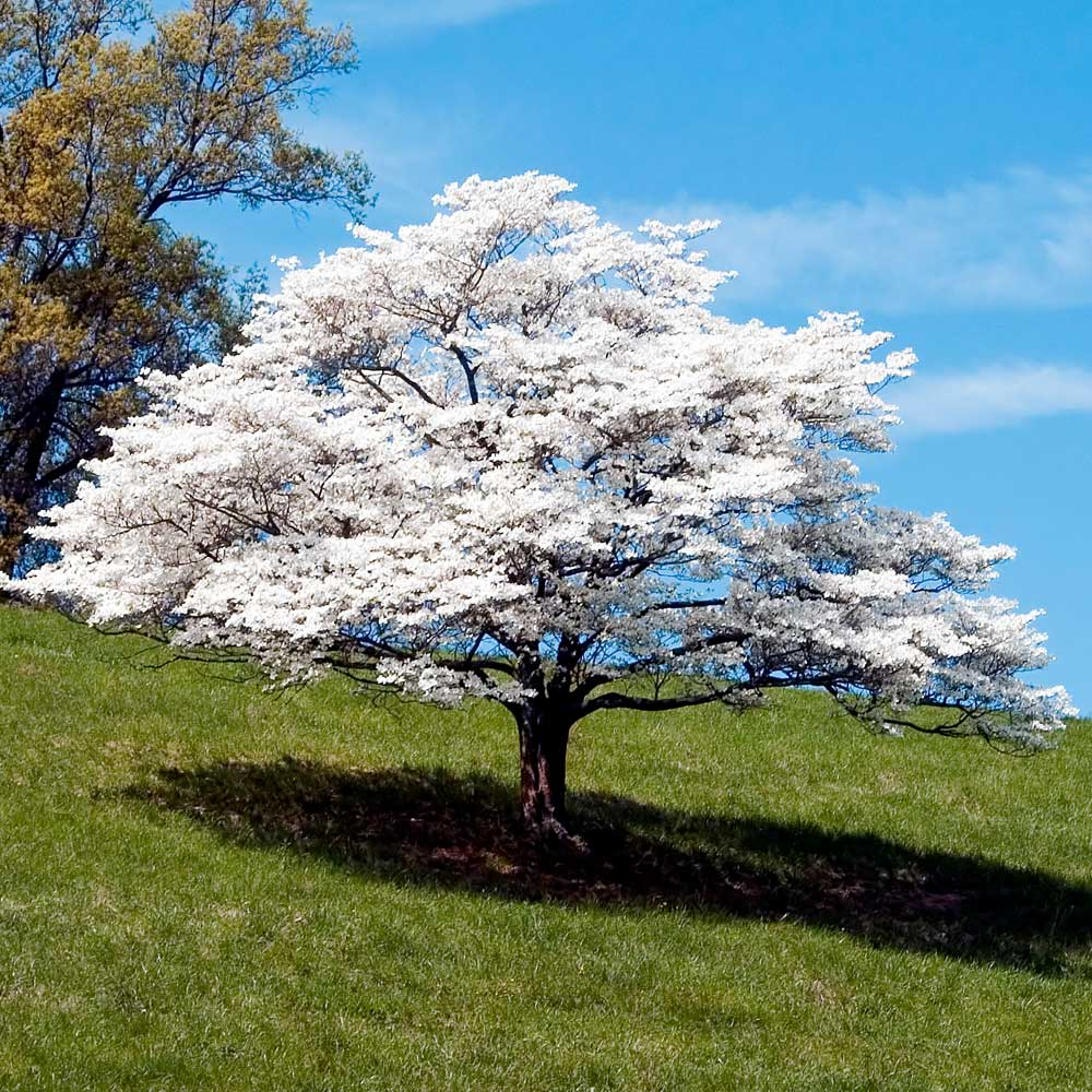 Unrooted White Dogwood Tree Cuttings - Heirloom Cornus florida, 6 Inches, Ornamental, Hardy for Gardens & Landscaping