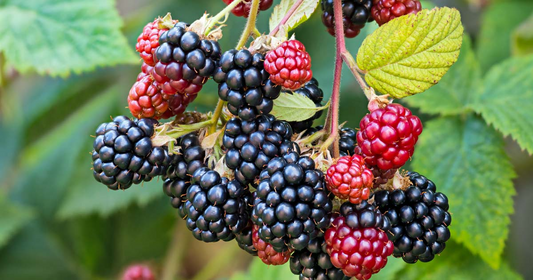 10 Organic Thornless Blackberry Cuttings 5-8" - Rubus fruticosus, Easy to Grow Sweet Berry Plants