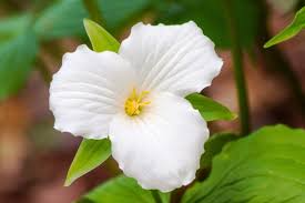 White Trillium Plants - Bare Root Trillium grandiflorum, Perennial Woodland Wildflower, Shade-Loving Native Plant
