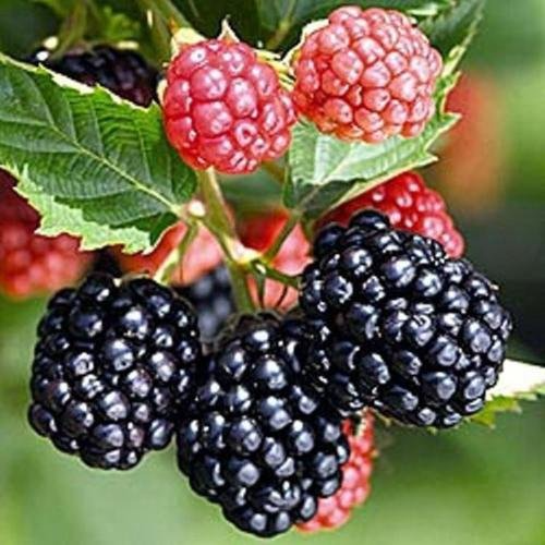 Set of 5 Triple Crown Blackberry Plants - Thornless, Live Starter Shrubs for Edible Fruit Gardens, USDA Zones 5-9, Rubus fruticosus