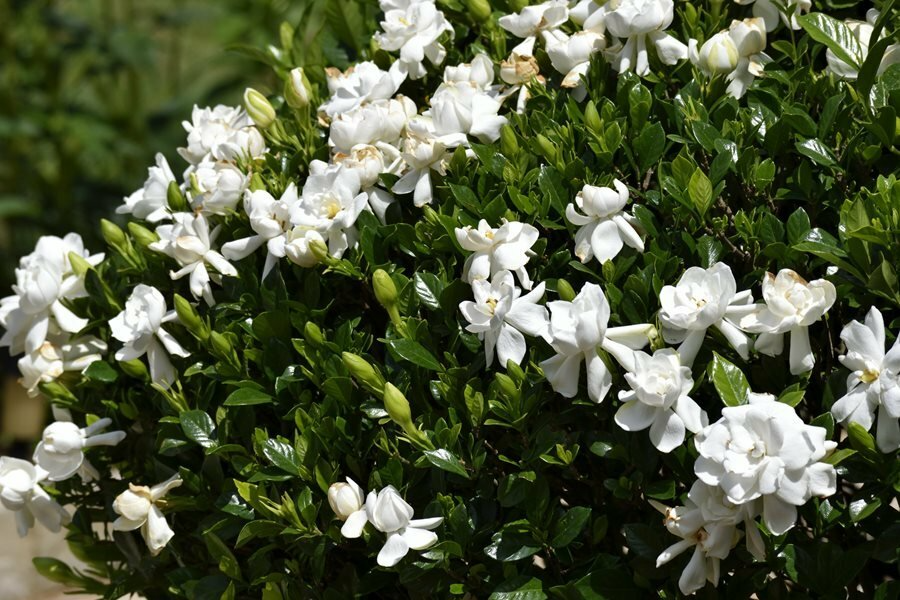 Unrooted Gardenia Cuttings, 12-Pack, Old Southern Gardenia Jasminoides, Fragrant White Flowers, Propagation Plant Material