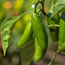 100+ Jalapeño Pepper Seeds | Capsicum annuum Heirloom Spicy Variety for Salsa, Pickling & Grilling