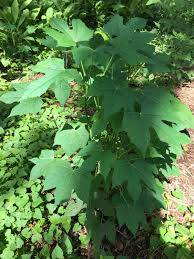 Maple Leaf Chaya Cuttings - Superfood Tree Spinach, Drought-Resistant, Nutrient-Rich Leaves, Zone 9, Easy to Grow, 12-15 Pcs Flat Rate Box
