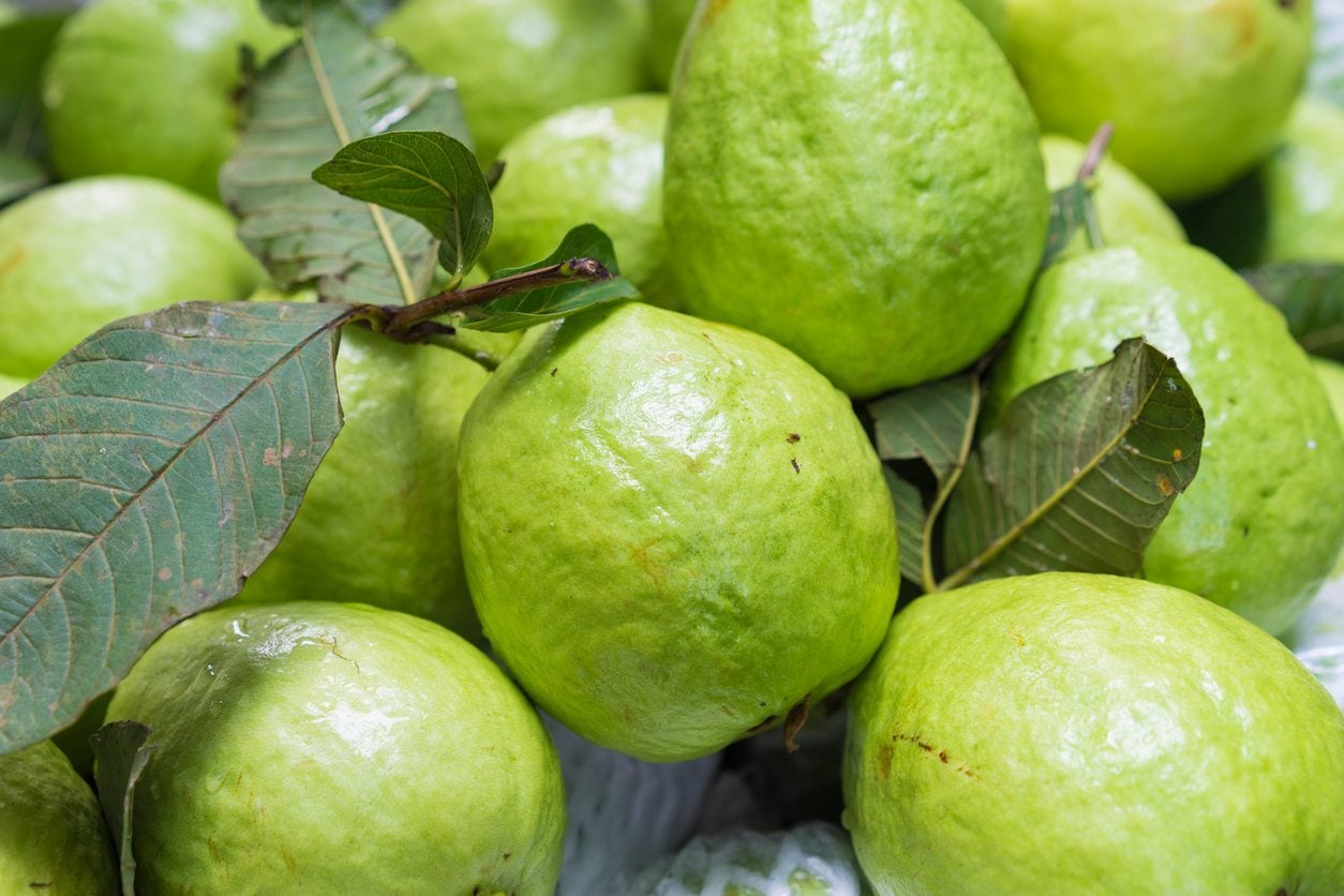 Guava Unrooted Cuttings 4-5" | Psidium Guajava Tropical Fruit Tree Propagation for Garden or Indoor Plant