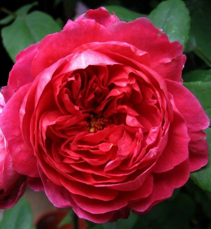 Benjamin Britten English Rose Cuttings - Pink Fragrant Shrub Rose Propagation Rosa 'AUSouter'