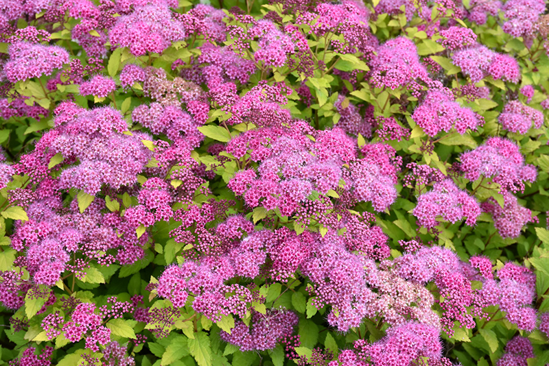 10 Magic Carpet Spirea Cuttings - Unrooted 6-8" Colorful Shrub for Borders & Landscaping, Hardy in Zones 4-8