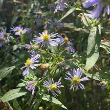 350 Symphyotrichum puniceum Swamp Aster Seeds - Native Wildflower, Purple Flowers, Perennial, Pollinator-Friendly, Wetland Garden Seeds