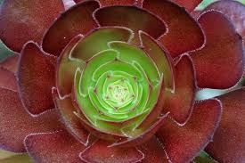 Red Aeonium 'Jack Catlin' Succulent Cuttings – 12 Unrooted 6" Plants, Drought-Tolerant, Indoor & Outdoor, Seasonal Color Change, Hardy Zone 8