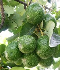 Choquette Avocado Grafting Cuttings - Persea americana Florida Variety, Large Fruit, 8-Inch Live Scions for USDA Zones 9-11