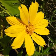 Organic Mexican Sunflower Cuttings (Tithonia diversifolia) - Perennial Bright Yellow Flowers, Fast-Growing, Easy to Propagate