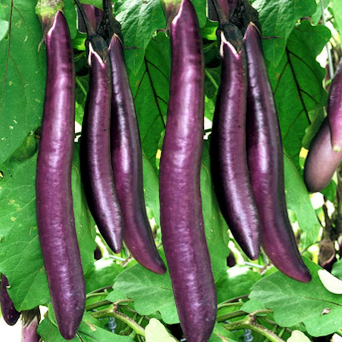 Long Purple Eggplant Seeds, Solanum melongena, Heirloom Non-GMO Vegetable Seeds for Garden or Container Growing