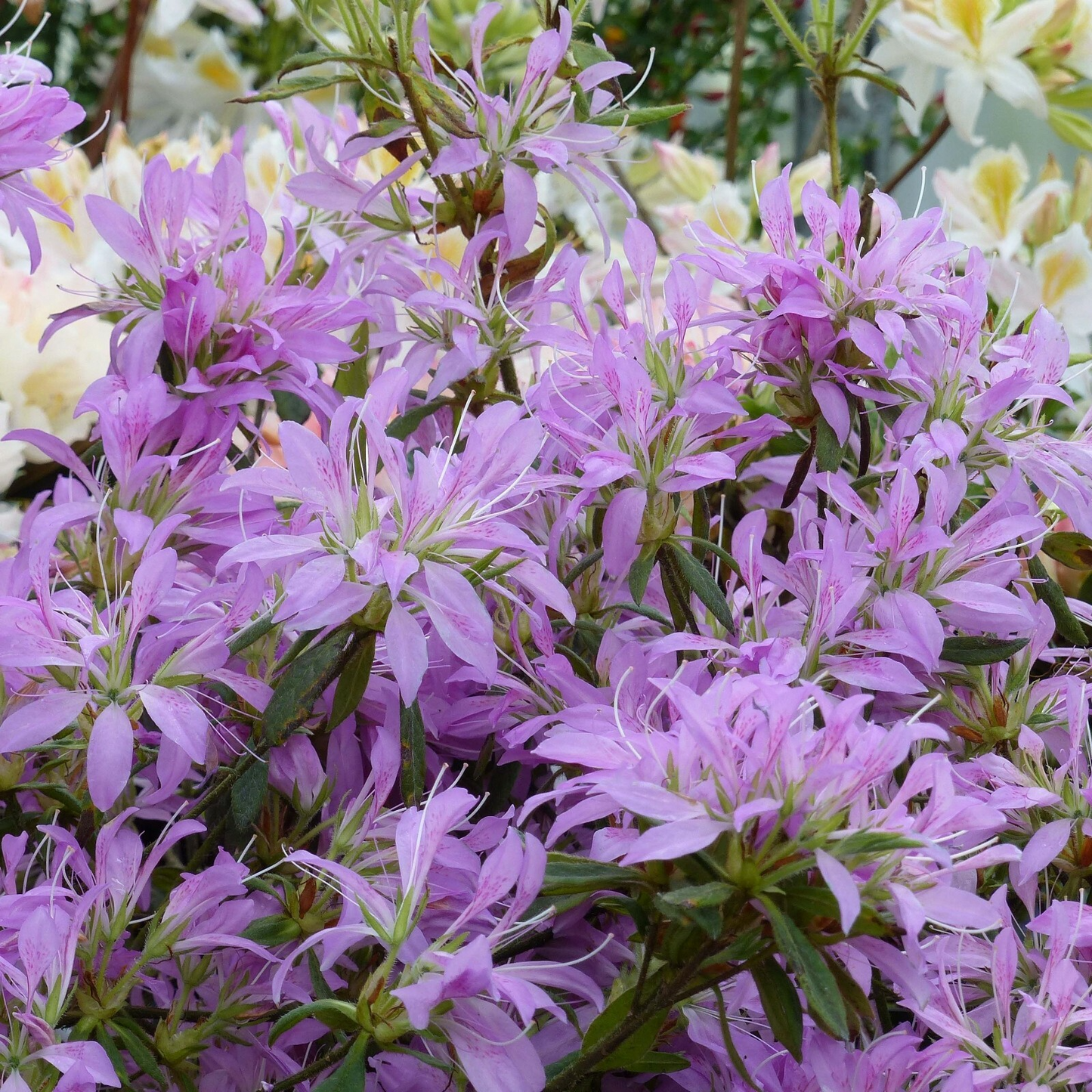 Koromo Shikibu Azalea Rhododendron Starter Plant, Deciduous Shrub, Pale Pink Flowers, Acid-Loving, Partial Shade, 2-8 Inches