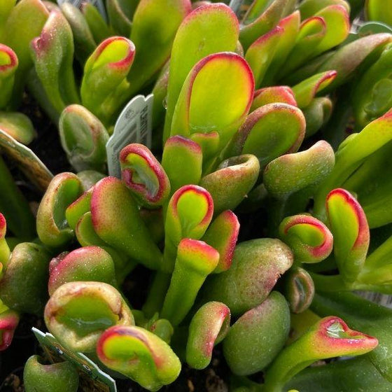 Hobbit Jade Live Plant - Crassula ovata 'Shrek Ears' Succulent, Red Tips, 6"+ Cutting, Indoor Outdoor, Zones 10+