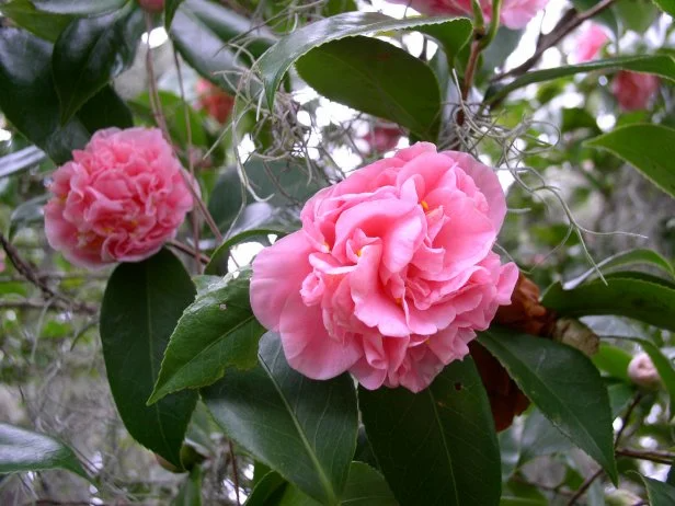 Unrooted Camellia japonica Flowering Shrub Cuttings – 5 Fresh 6-8 Inch Propagation Material