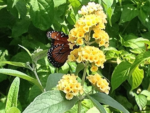 Buddleja davidii Yellow Butterfly Bush Live Plant Deciduous Shrub Fragrant Yellow Flowers for Pollinator Gardens