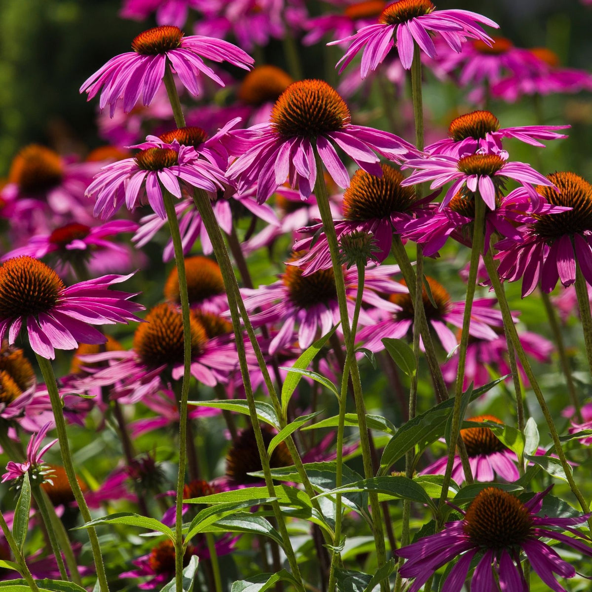 500+ Purple Coneflower Seeds | Echinacea purpurea Wildflower for Pollinator Gardens & Borders