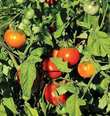 Alaska Grown Cherry Tomato Seeds - 25 Count, Cold Tolerant, Indeterminate, Open Pollinated, Solanum lycopersicum