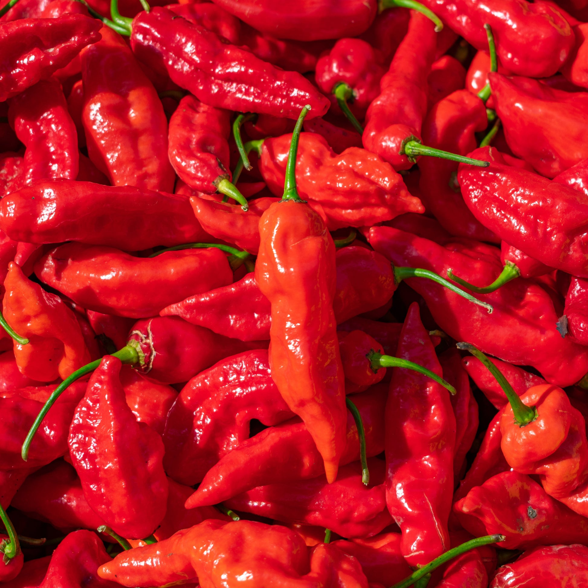 Ghost Pepper Seeds | Bhut Jolokia | Super Hot Chili Pepper for Spicy Gardens & Cooking | Non-GMO, Red Peppers