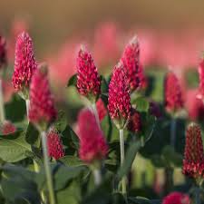 Crimson Clover Seeds | Trifolium incarnatum | Cover Crop & Pollinator Flower | Fast-Growing Groundcover for Soil Health