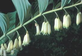 10 Bare Root True Solomon’s Seal Plants – Polygonatum biflorum, Shade Perennial, Native Woodland Wildflower