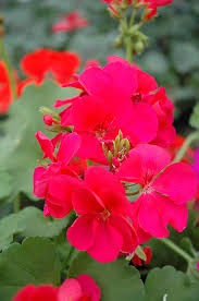 Hot Pink Pelargonium Peltatum Ivy Geranium Cuttings – 6" Unrooted Live Plant for Hanging Baskets, Gardens & Window Boxes