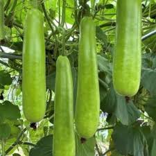 Long Bottle Gourd Seeds, Non-GMO, High Yield, Fast Growing, Climbing Vine, Edible, Lagenaria siceraria