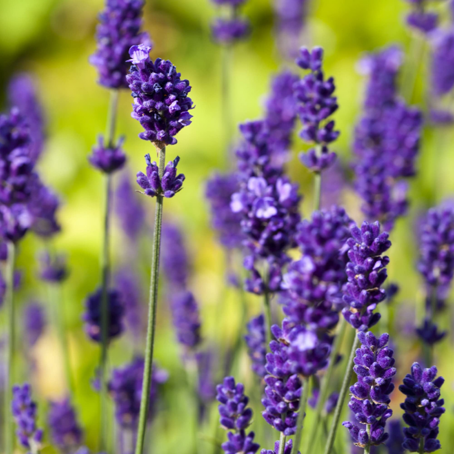 English Lavender Seeds - Lavandula angustifolia, Fragrant Purple Blooms, Non-GMO Herb for Borders, Pots & Pollinator Gardens
