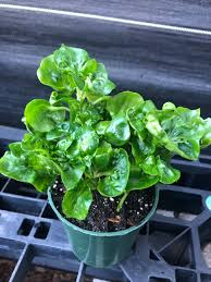Brazilian Spinach Cuttings – Organic Edible Leafy Greens – Alternanthera sissoo – Groundcover & Potted Plant