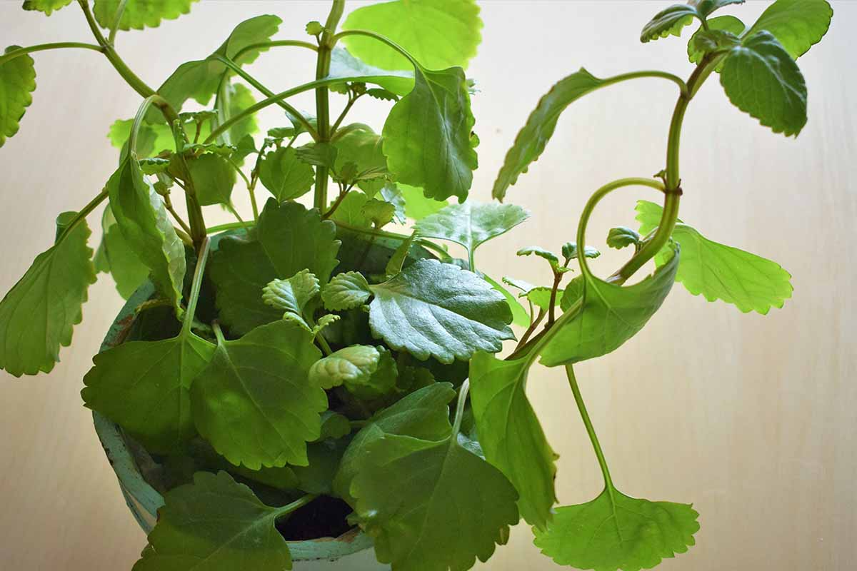 Plectranthus verticillatus Cuttings – 5 Stem Pieces, Swedish Ivy, Trailing Houseplant, Indoor & Zone 10-11