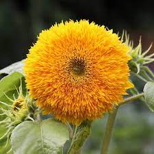 50 Rare Yellow Enchanting Giant Teddy Bear Sunflower Seeds - Non-GMO Heirloom, Fluffy Blooms, Easy to Grow, Pollinator Friendly, Helianthus annuus