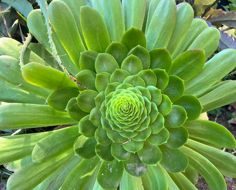 Unrooted Aeonium Arboreum Cuttings – 2-4" Succulent for Grafting, Propagation, Garden, Indoor, Container Plant