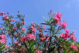 Rare Oleander Nerium Oleander Flowering Shrub Cuttings – Fragrant, Evergreen, Grafting & Rooting Starter