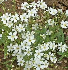 Baby's Breath Seeds 1,000 Gypsophila elegans Non-GMO Annual Flowers for Bouquets, Borders & Pollinator Gardens