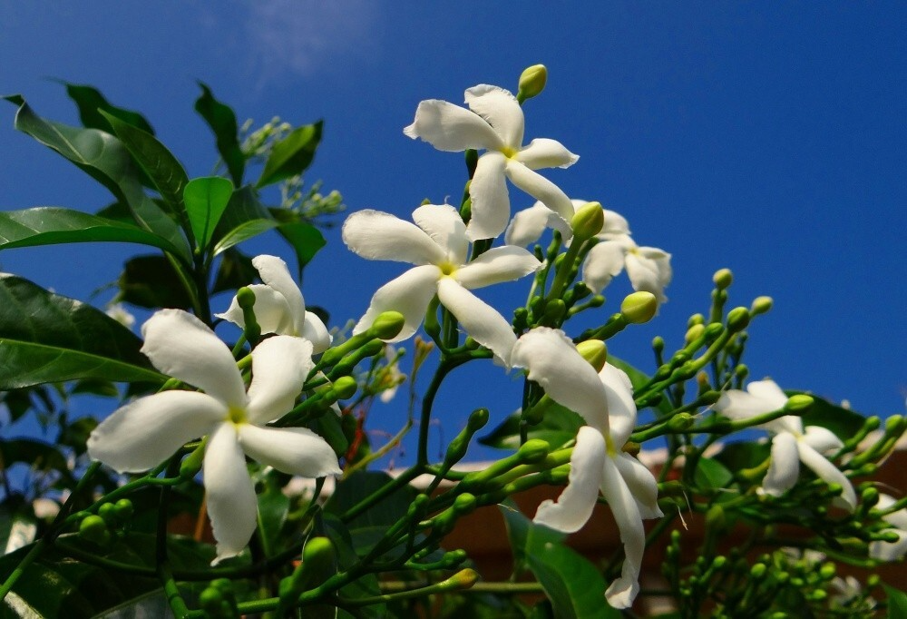 Crape Jasmine Cuttings | 12 Live Clippings | Fragrant White Pinwheel Flowers | Evergreen Shrub | Tabernaemontana divaricata