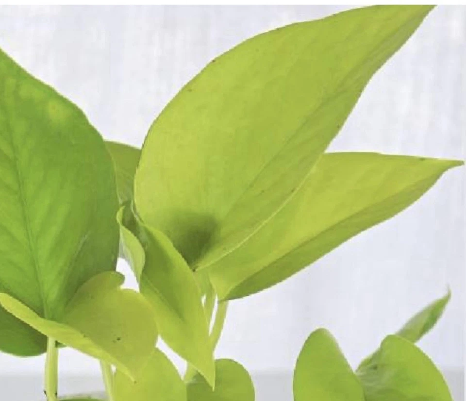 2x 10-inch Rooted Pothos Cuttings Neon Golden Queen Jade Philodendron Indoor Houseplant, Easy Care Vine for Decor & Propagation