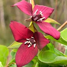 3 Red Trillium Plants - Bare Root Trillium erectum Shade-Loving Perennial Wildflower for Woodland Gardens