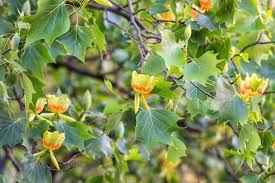 6+ Tulip Tree Cuttings | Liriodendron tulipifera | Fast-Growing Shade Tree with Green-Yellow Tulip Flowers