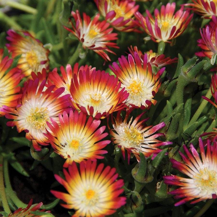 Delosperma 'Jewel of Desert Ruby' Succulent Cuttings – Red Flowers, Drought Tolerant Groundcover, Zone 6-9