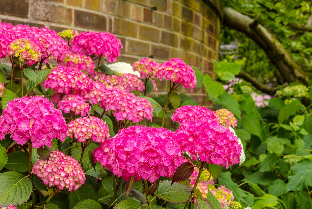 6 Live Fresh Heirloom Magenta Hydrangea Cuttings - Unrooted 6" Hydrangea macrophylla Garden Plant