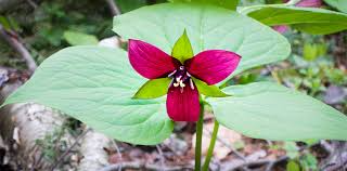 Set of 5 Bare Root Purple Trillium Plants - Trillium erectum, Native Shade Wildflower, Perennial for Woodland Gardens