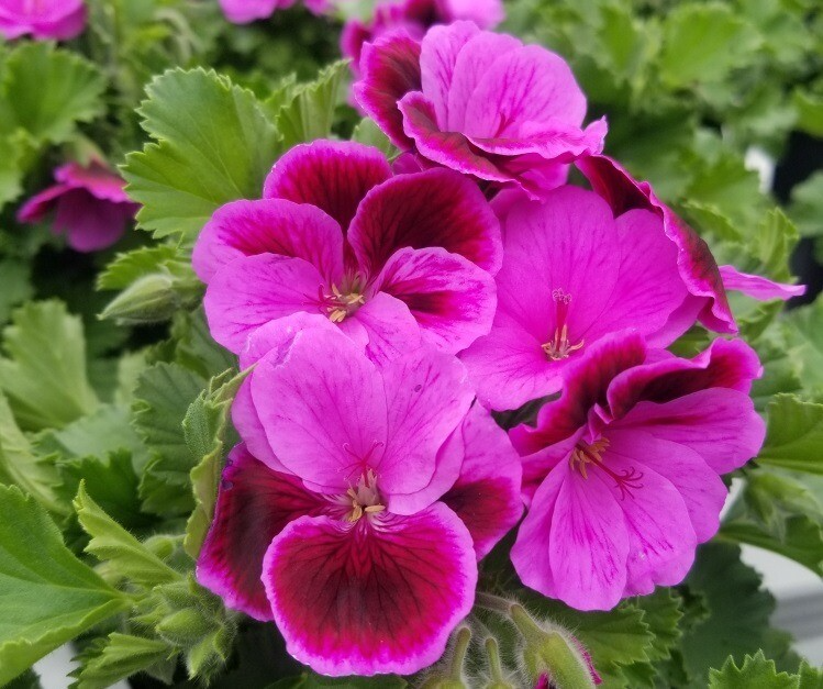 Organic Geranium Cuttings - Pink & Purple Pelargonium for Rooting, Indoor & Outdoor Gardening