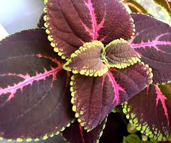 Red Giant Kong Coleus Rooted Cuttings - Live Plant, Colorful Foliage, Coleus x hybridus, Indoor & Outdoor Gardening